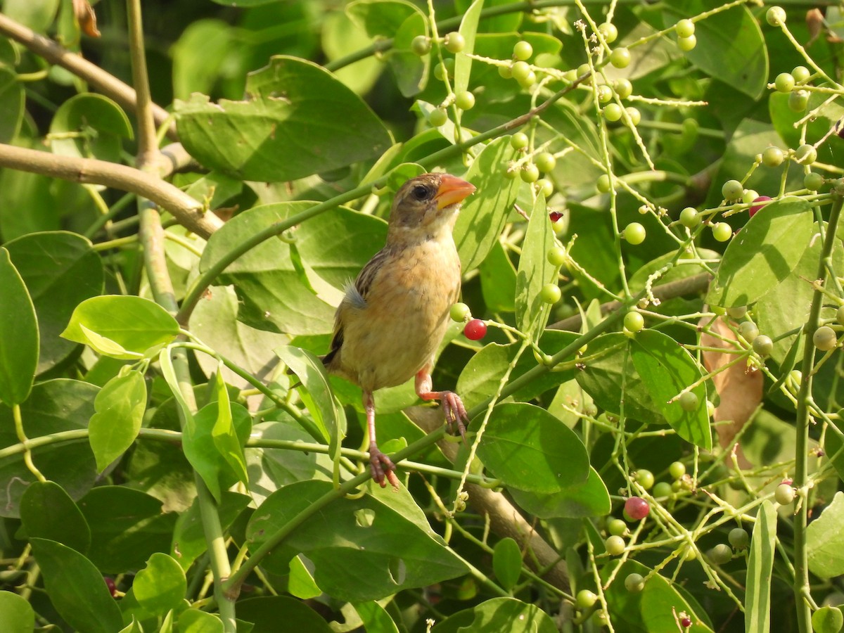 Baya Weaver - ML635415532
