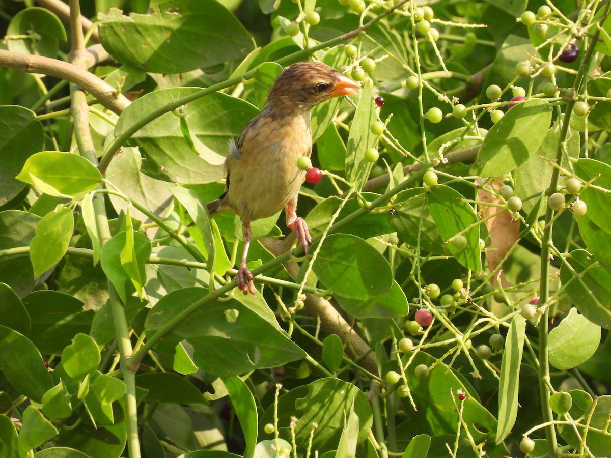 Baya Weaver - ML635415533