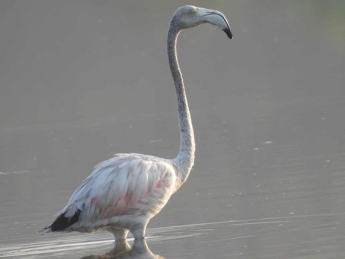 Lesser Flamingo - ML635415589