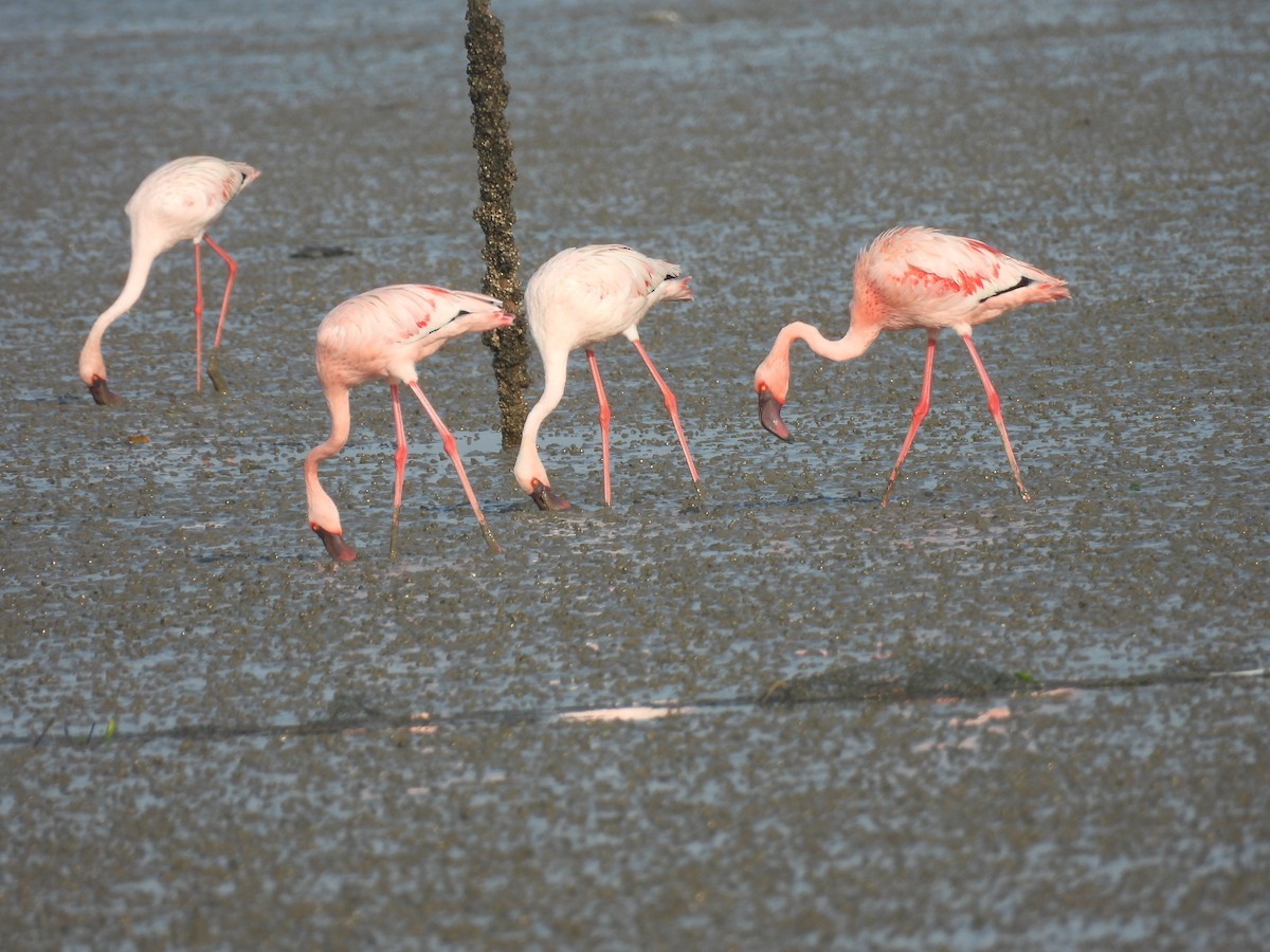 Lesser Flamingo - ML635415596