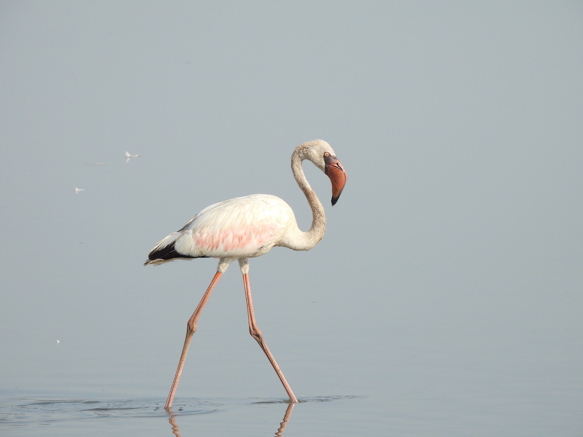 Lesser Flamingo - ML635415604