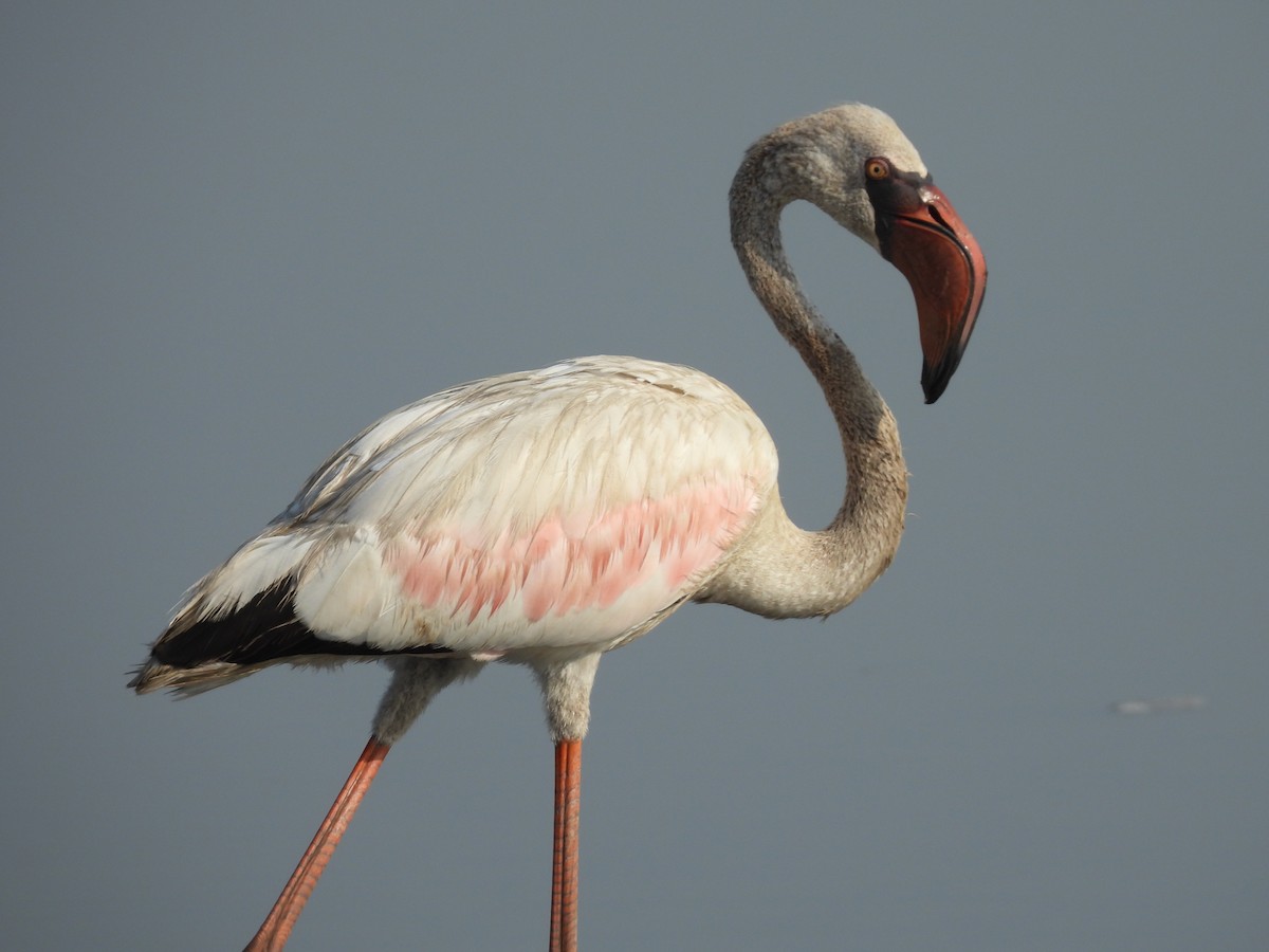 Lesser Flamingo - ML635415605