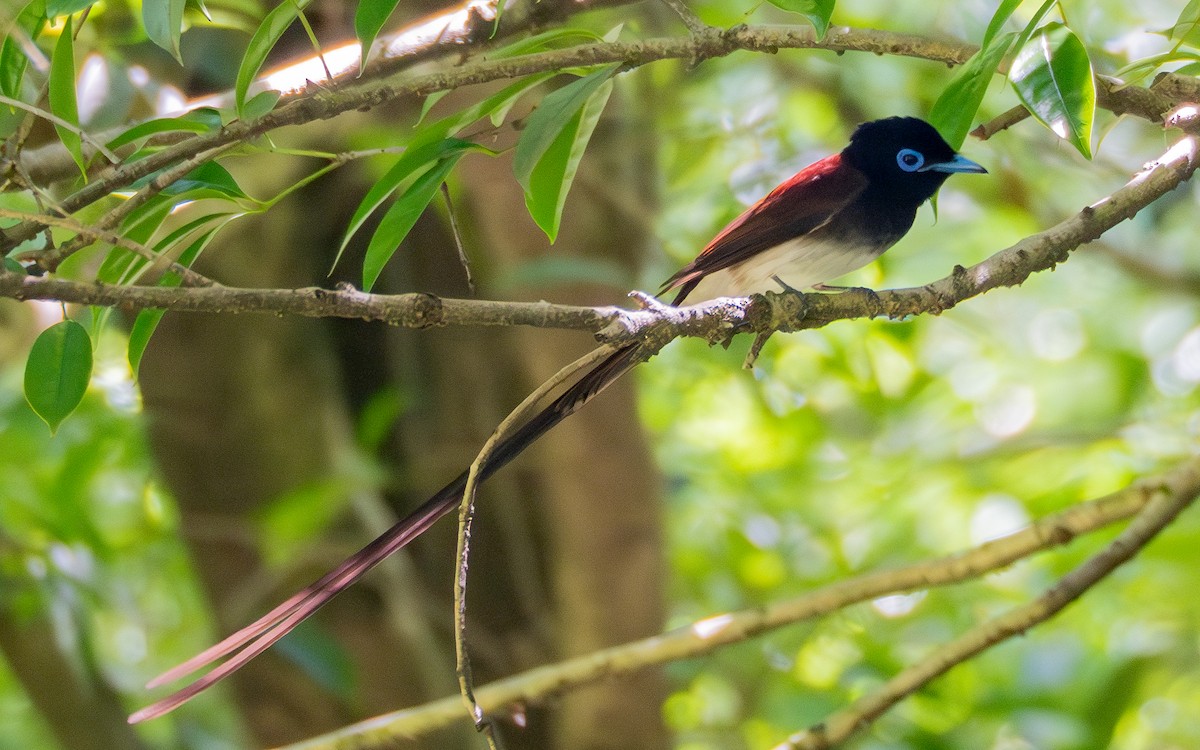 Black Paradise-Flycatcher - ML635415613