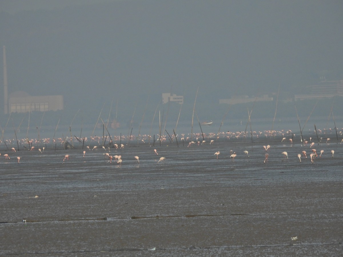 Lesser Flamingo - ML635415616