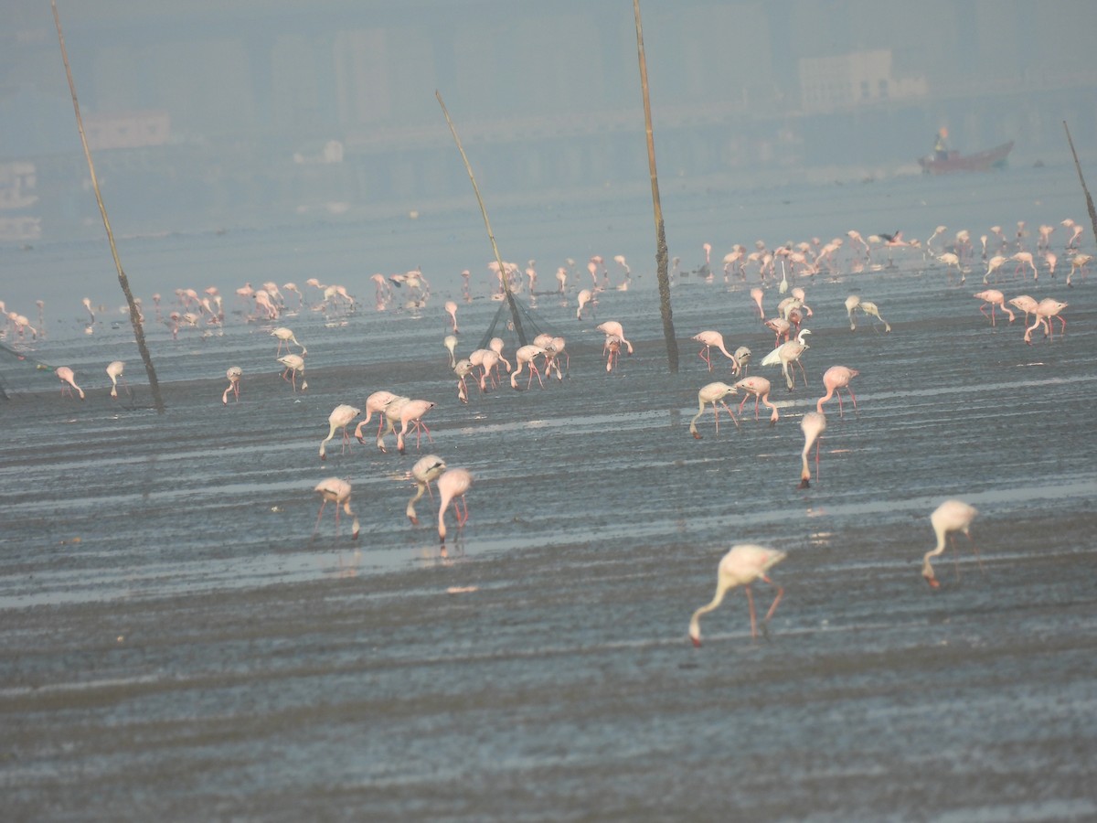 Lesser Flamingo - ML635415617