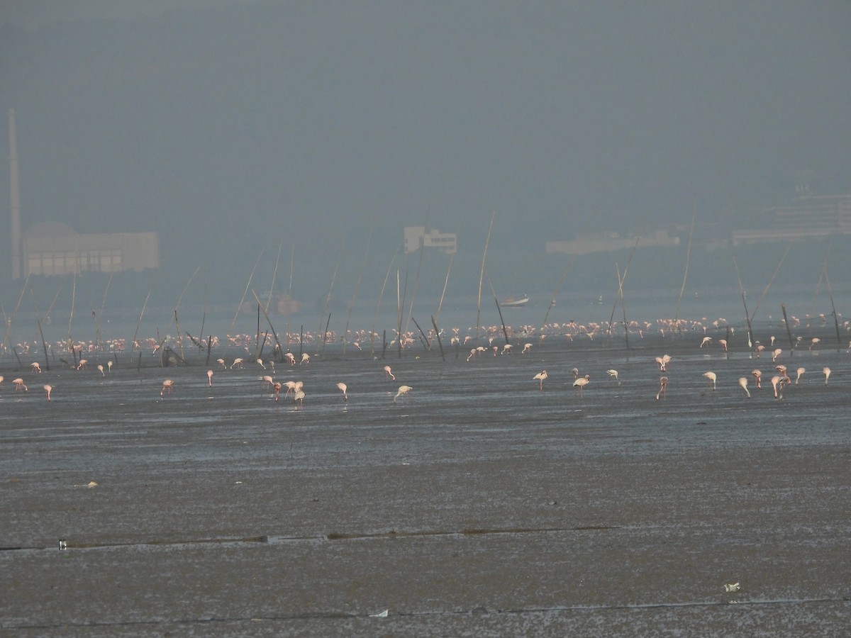 Lesser Flamingo - ML635415618