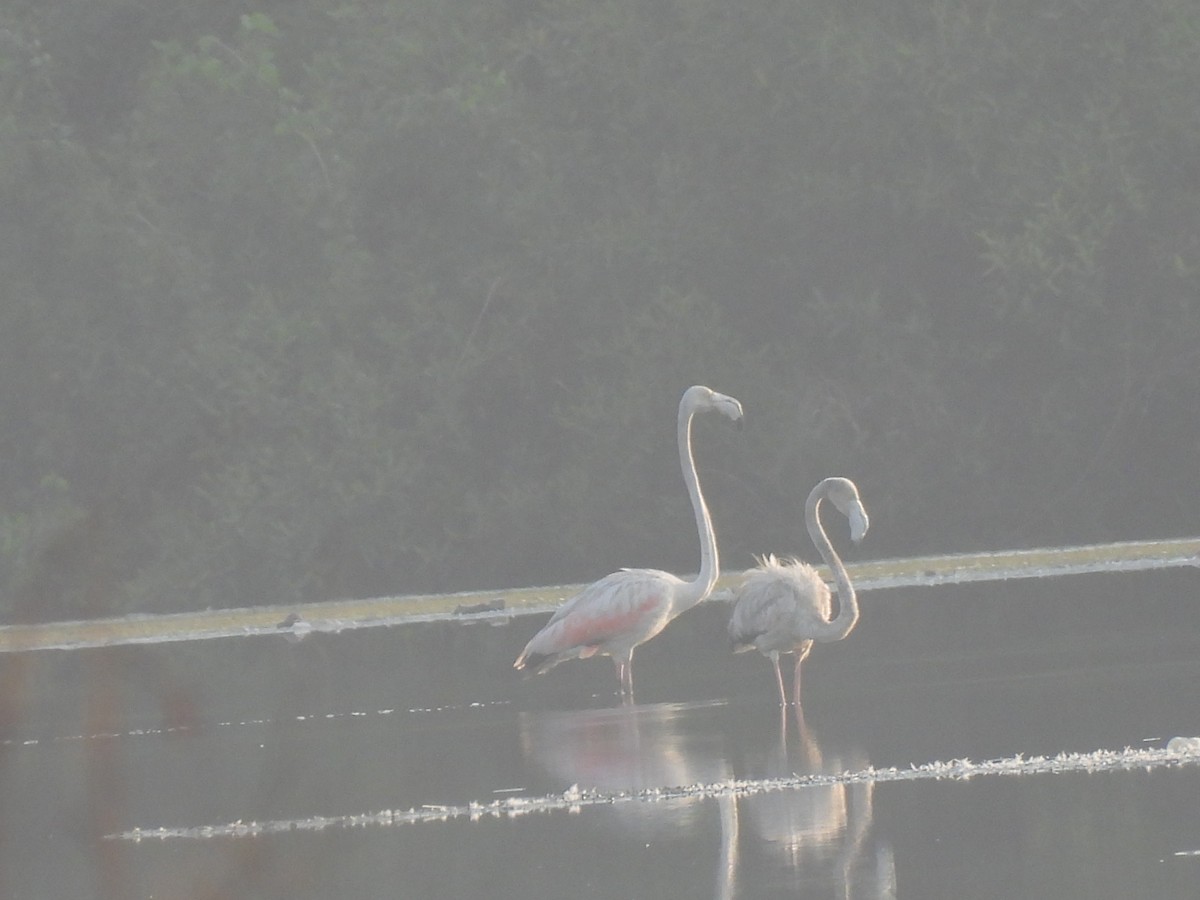 Greater Flamingo - ML635415639