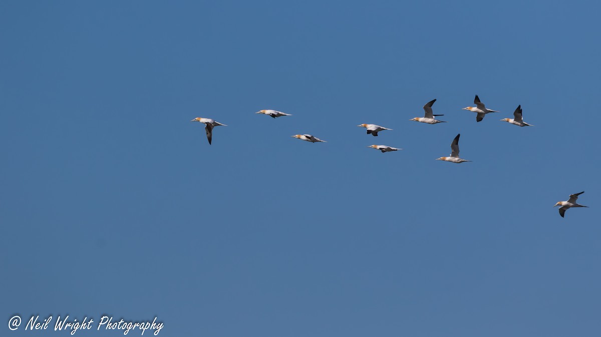 Northern Gannet - ML635415684