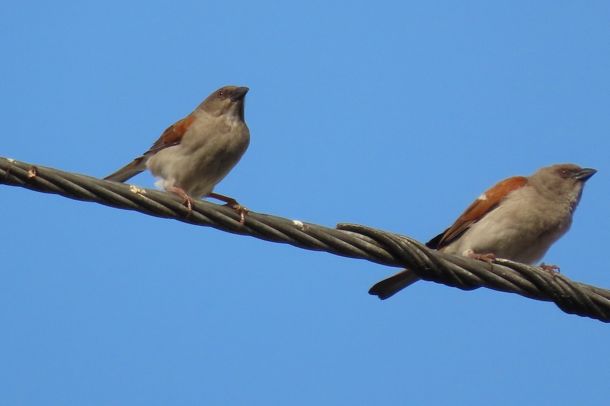 Northern Gray-headed Sparrow - ML635415700