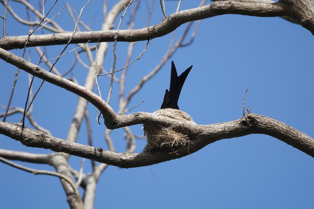 Black Drongo - ML635415715