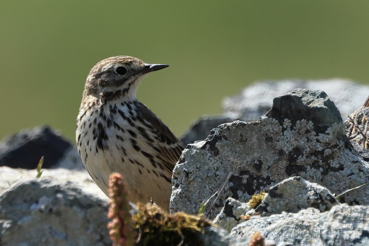 Meadow Pipit - ML635415728