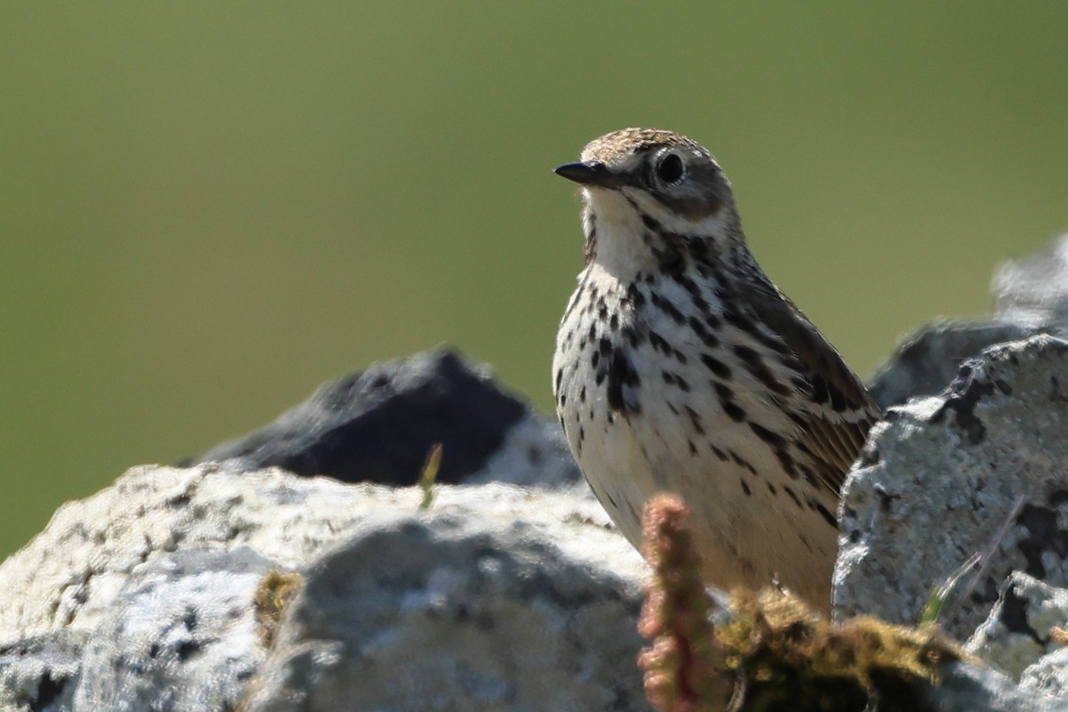 Meadow Pipit - ML635415730