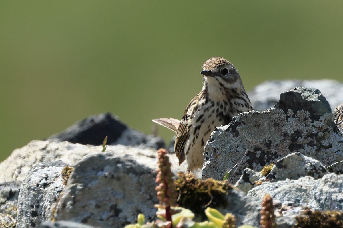 Meadow Pipit - ML635415732