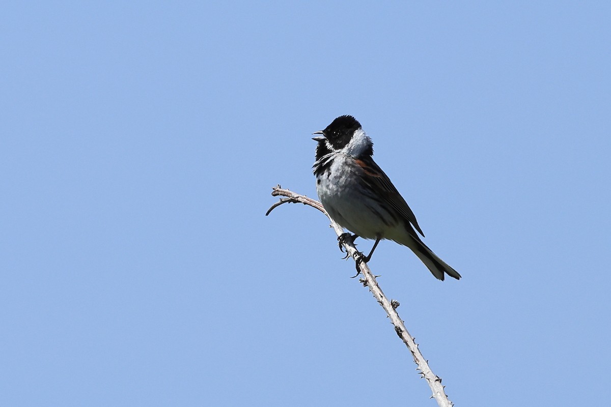 Reed Bunting - ML635415747