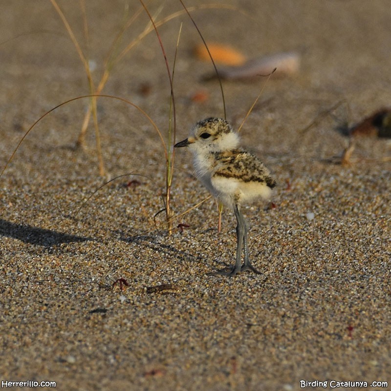 Kentish Plover - ML635415858
