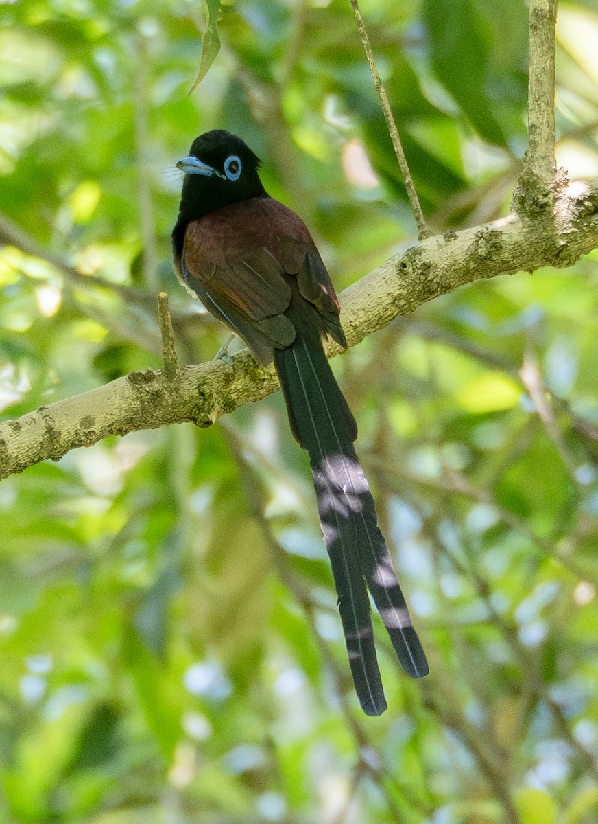 Black Paradise-Flycatcher - ML635416139