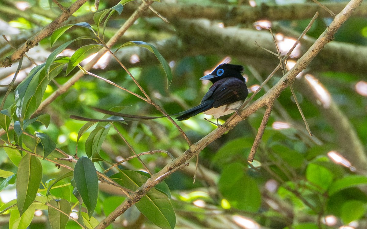 Black Paradise-Flycatcher - ML635416181