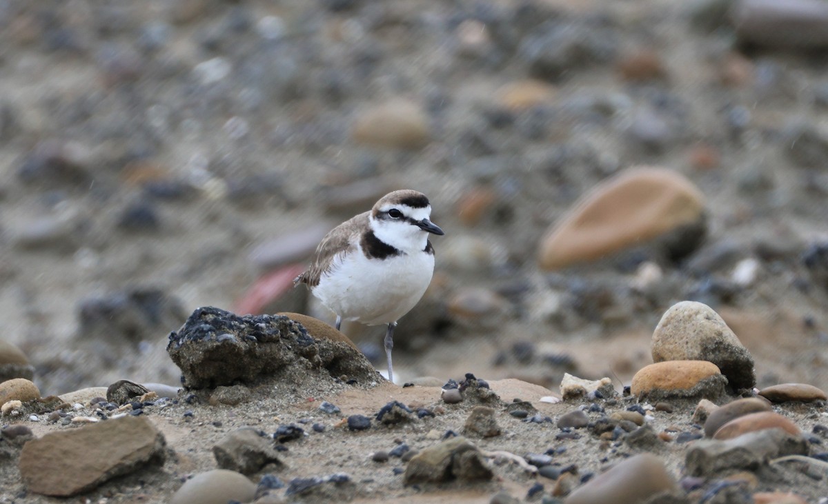 Kentish Plover - ML635416187