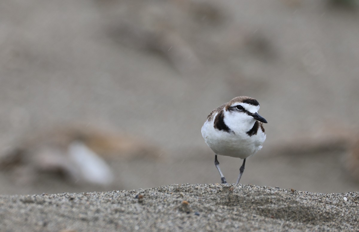 Kentish Plover - ML635416188