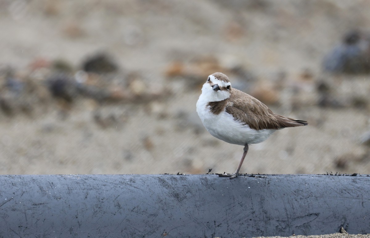 Kentish Plover - ML635416189