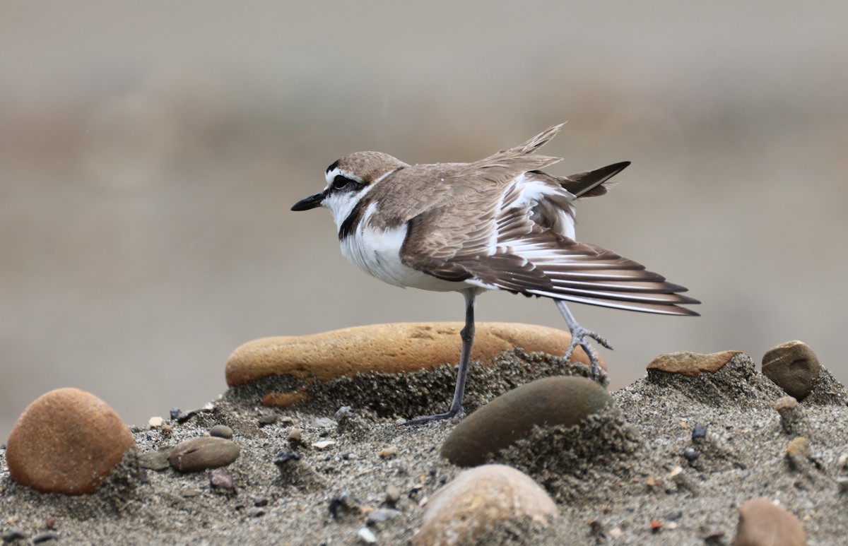 Kentish Plover - ML635416190