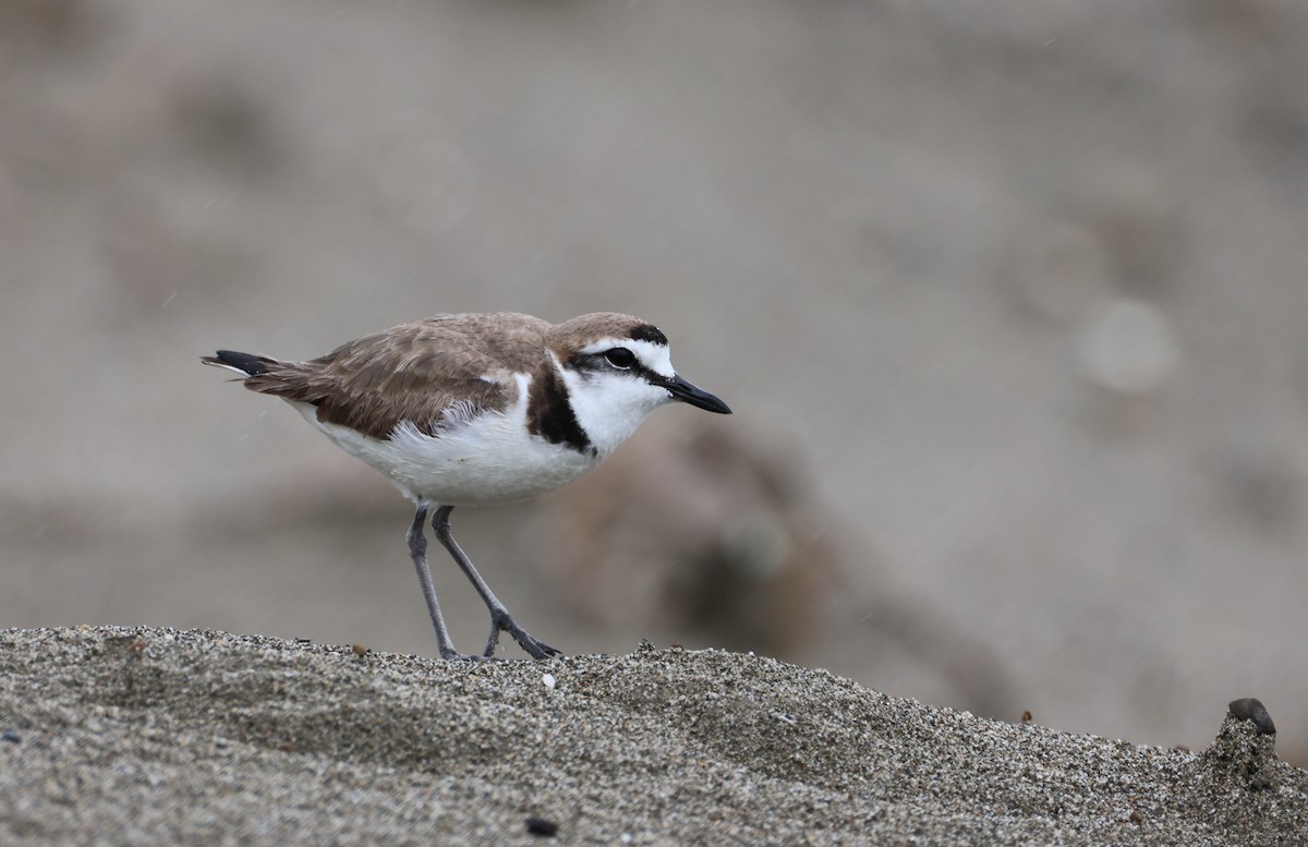 Kentish Plover - ML635416191