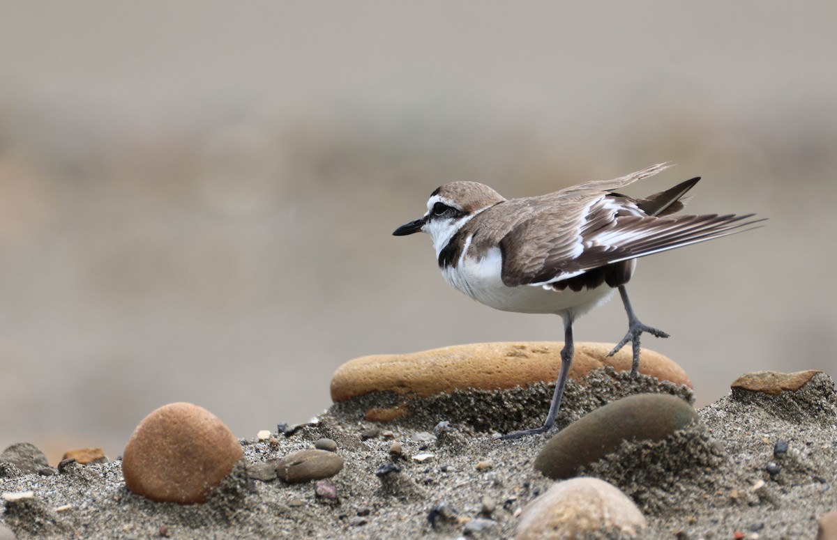 Kentish Plover - ML635416192