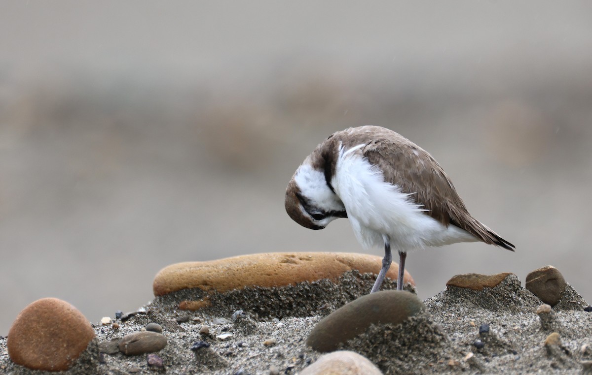 Kentish Plover - ML635416193