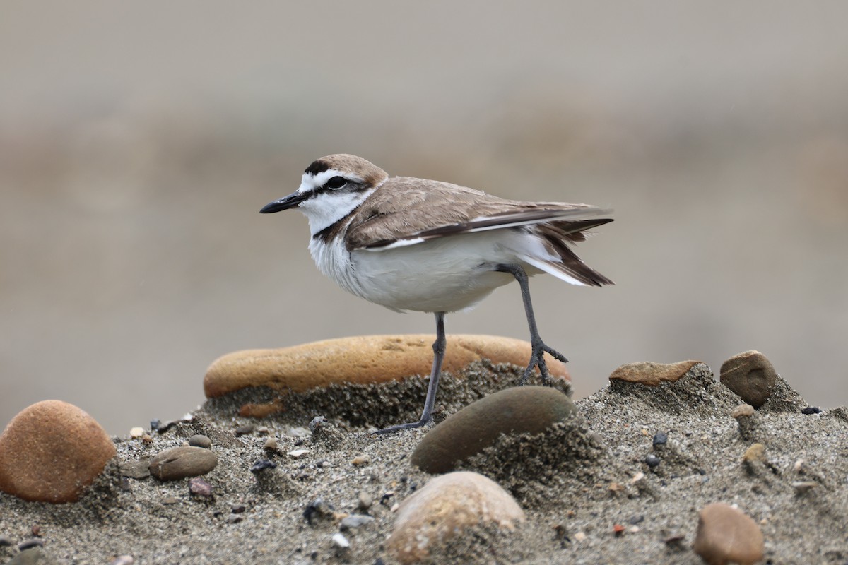 Kentish Plover - ML635416194