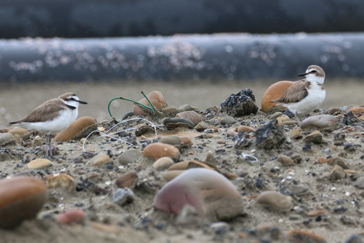 Kentish Plover - ML635416196