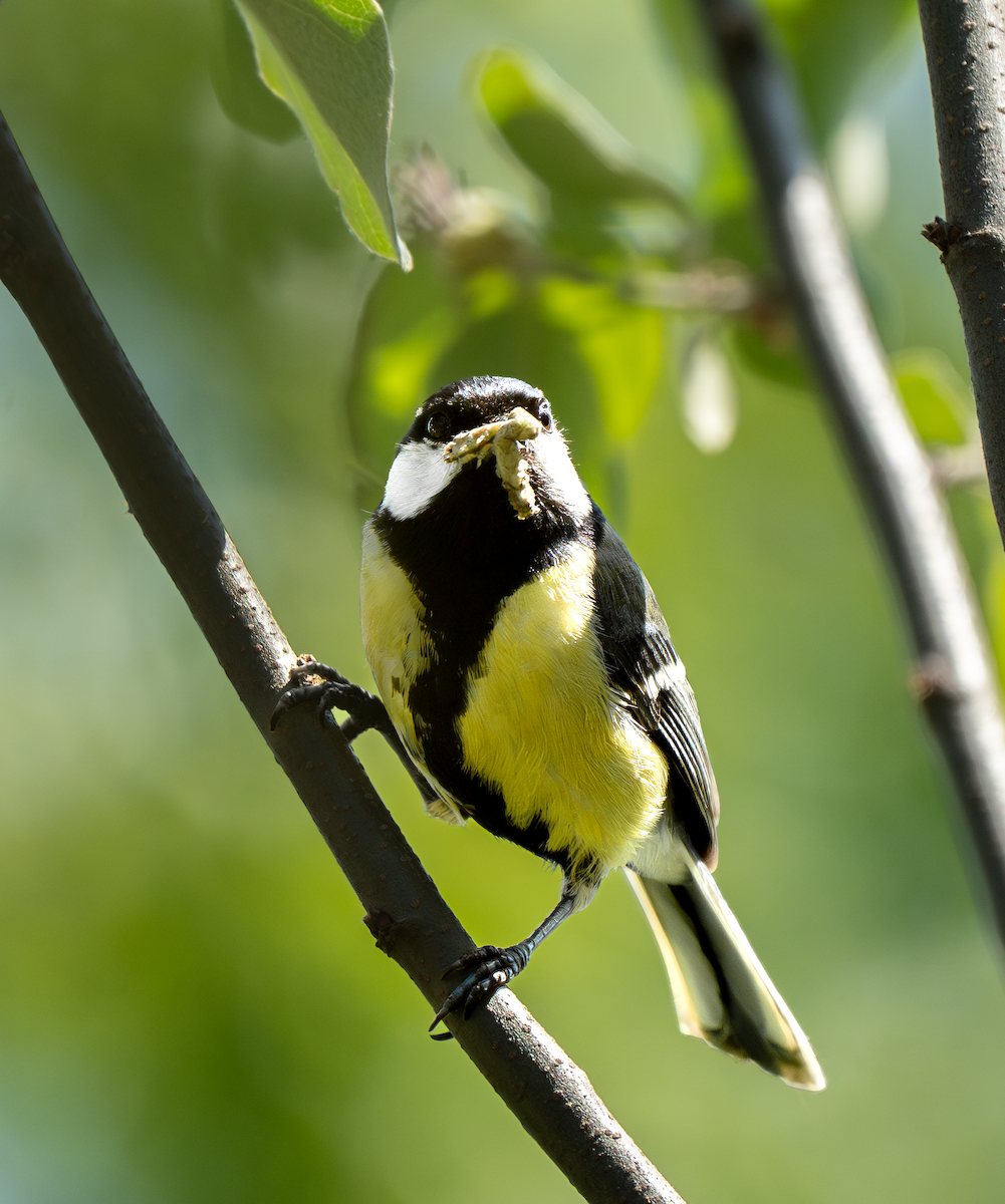 Great Tit - ML635416201