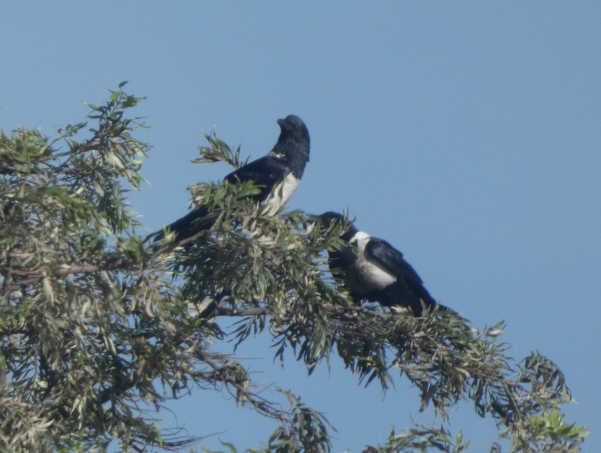 Pied Crow - ML635416365