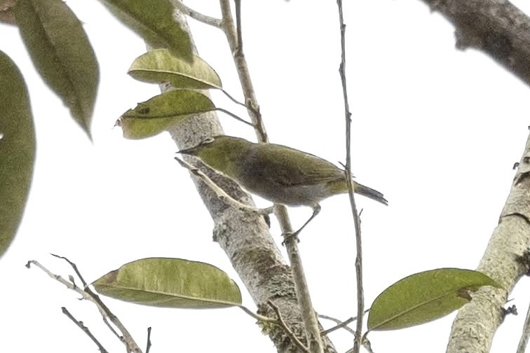 Hume's White-eye - ML635416372