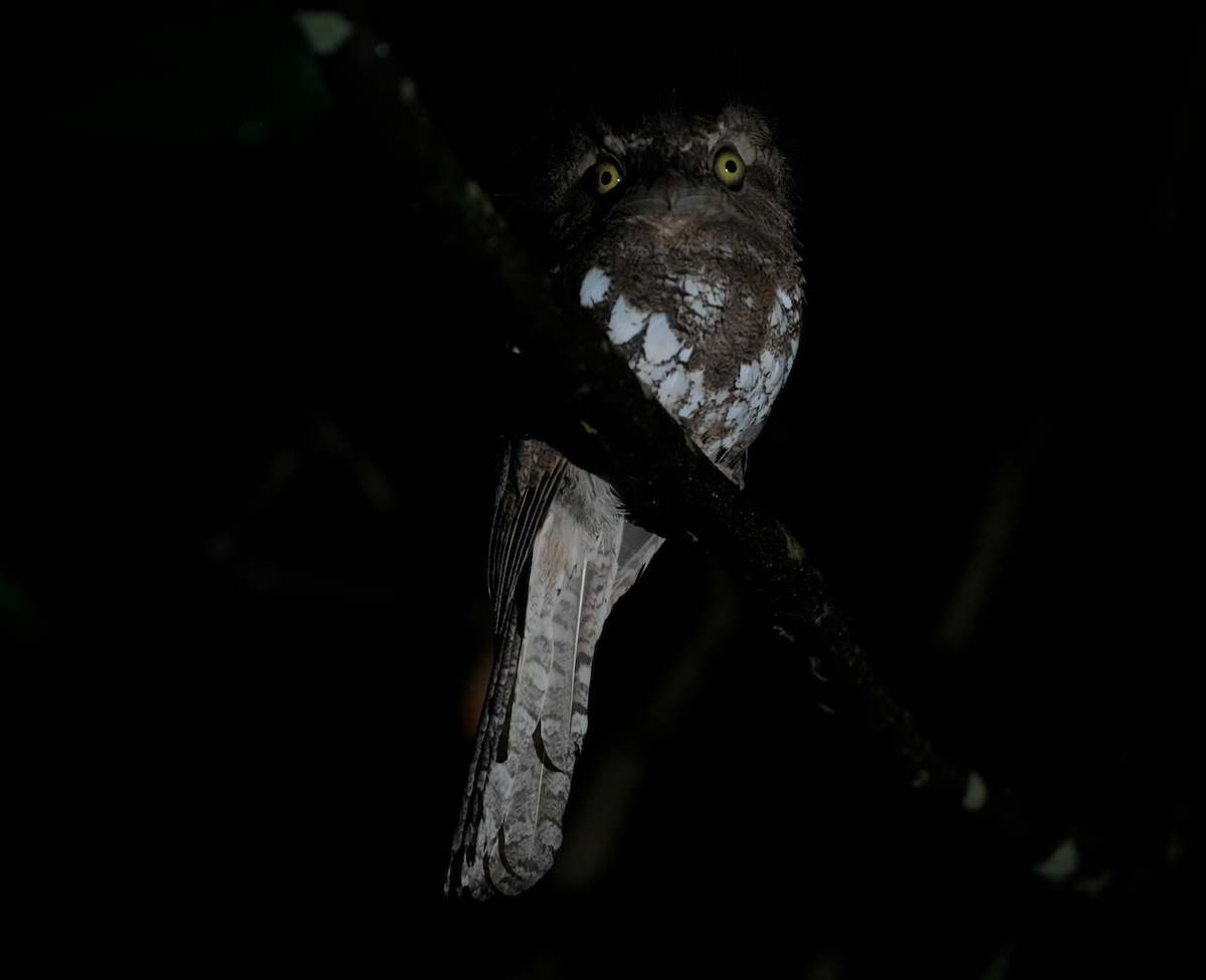 Palawan Frogmouth - ML635416420