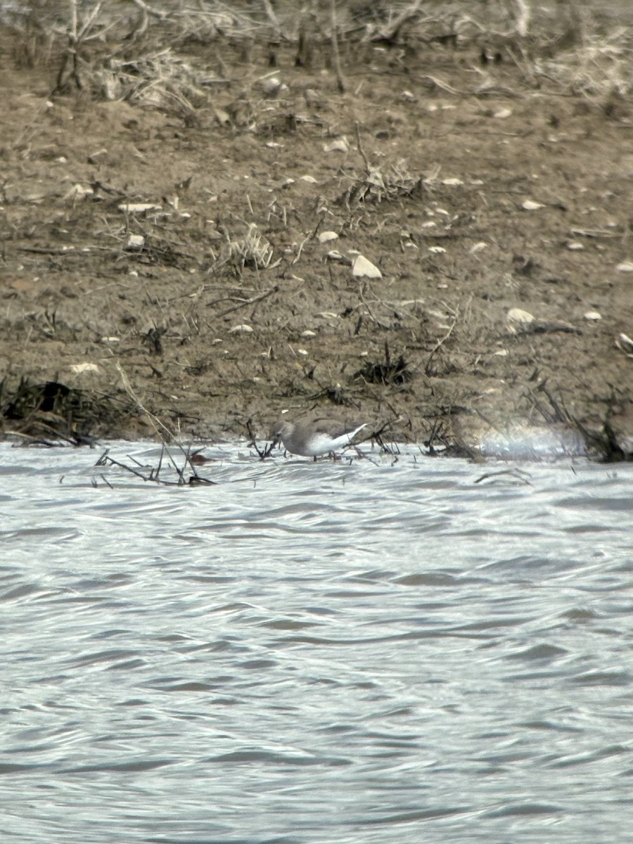 Terek Sandpiper - ML635416475