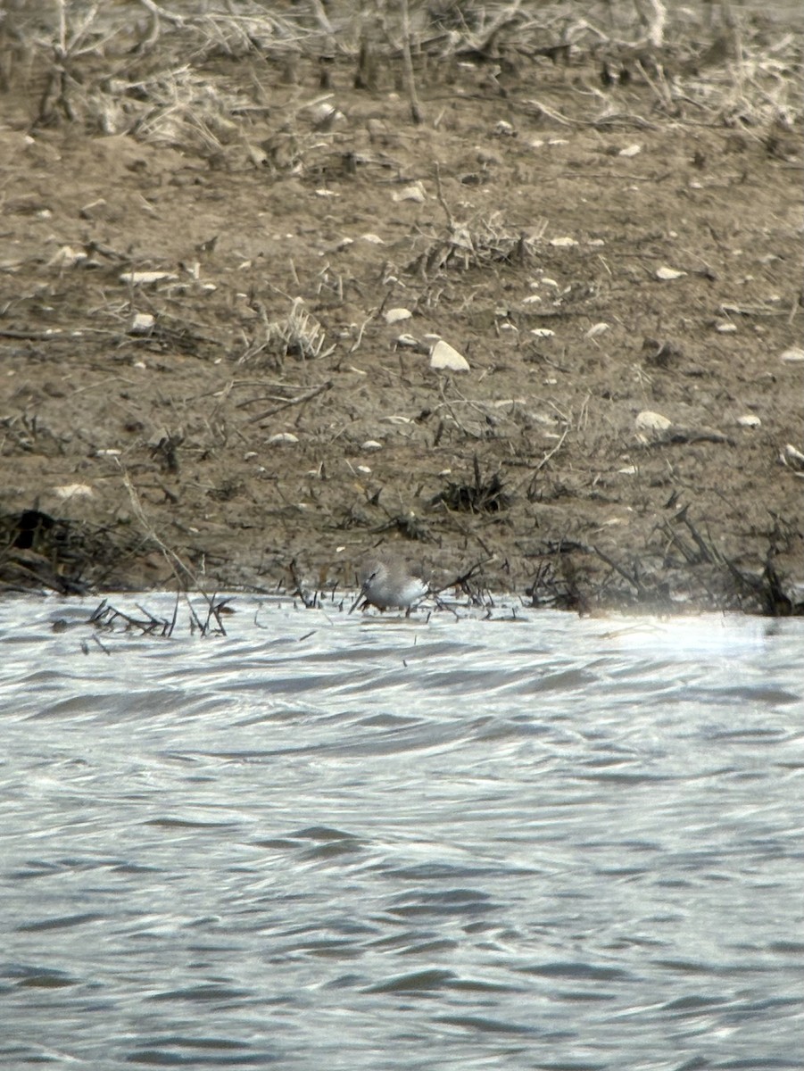 Terek Sandpiper - ML635416476