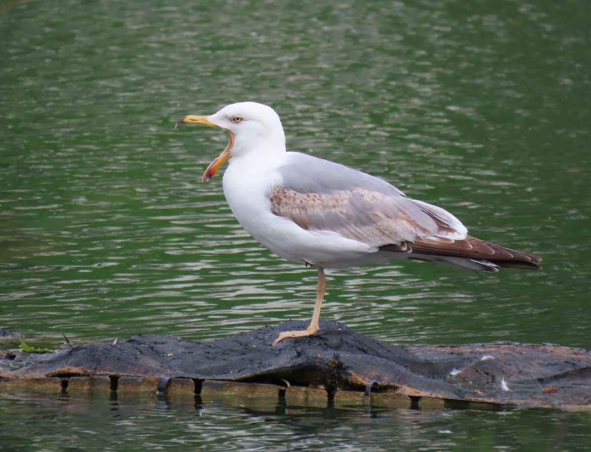 Yellow-legged Gull - ML635416597