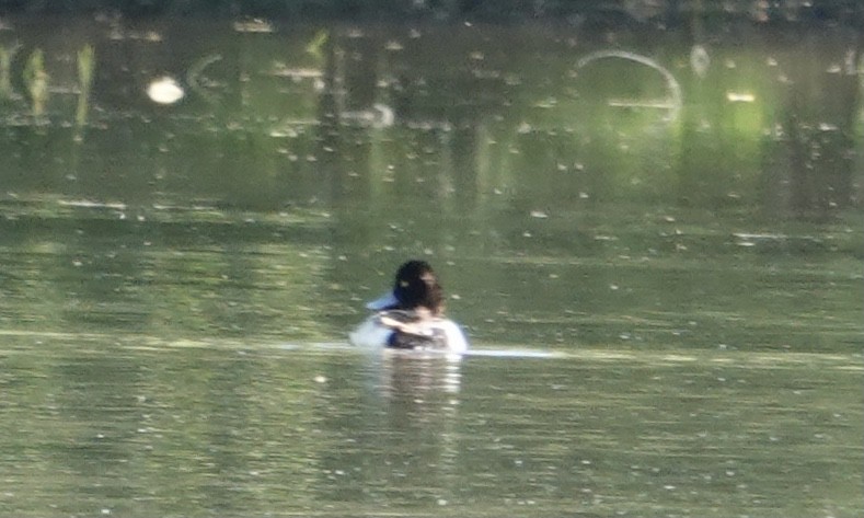 Porrón Bola - ML635416620