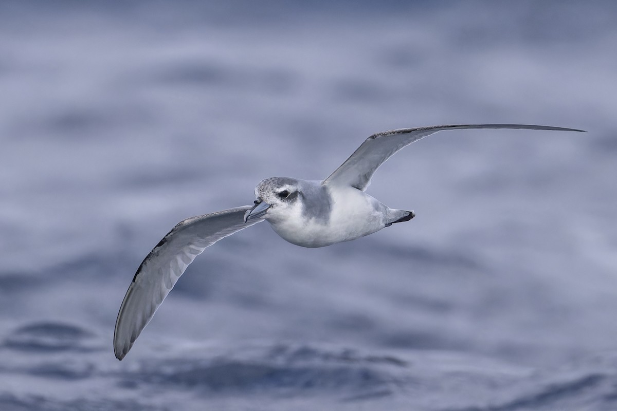 Antarctic Prion - ML635416710