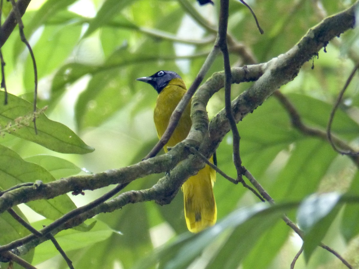 Black-headed Bulbul - ML635416737