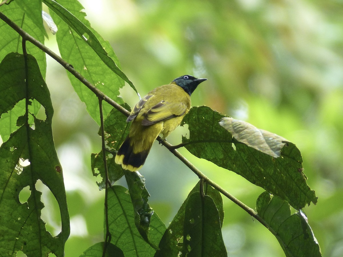 Black-headed Bulbul - ML635416739