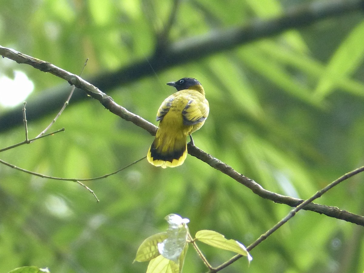 Black-headed Bulbul - ML635416741