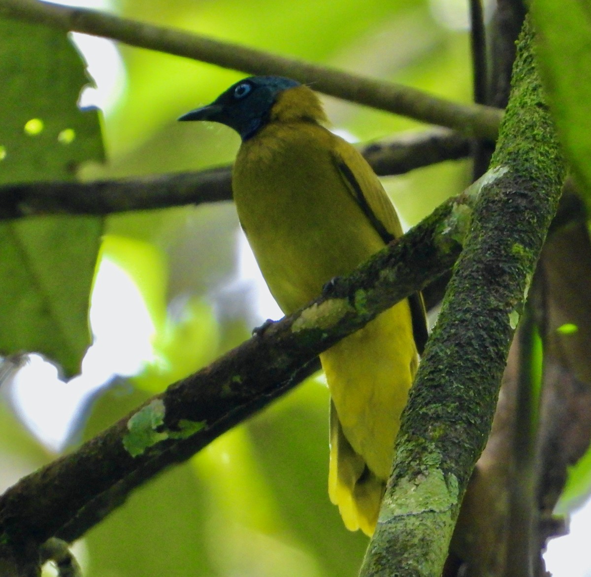 Black-headed Bulbul - ML635416808