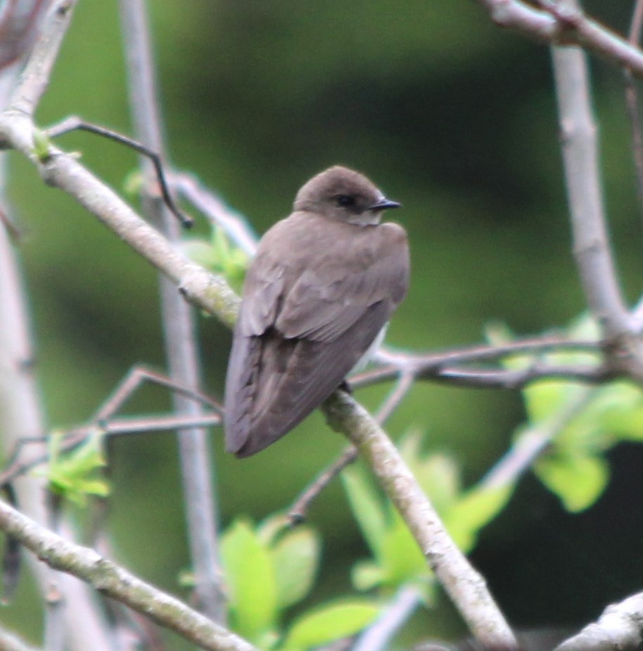 Hirondelle à ailes hérissées - ML635416912