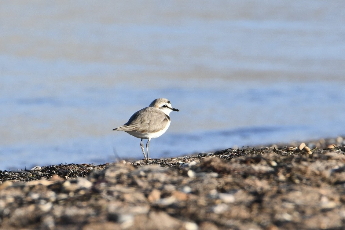 Kentish Plover - ML635416953