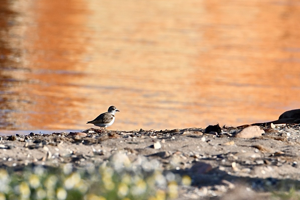 Kentish Plover - ML635416955