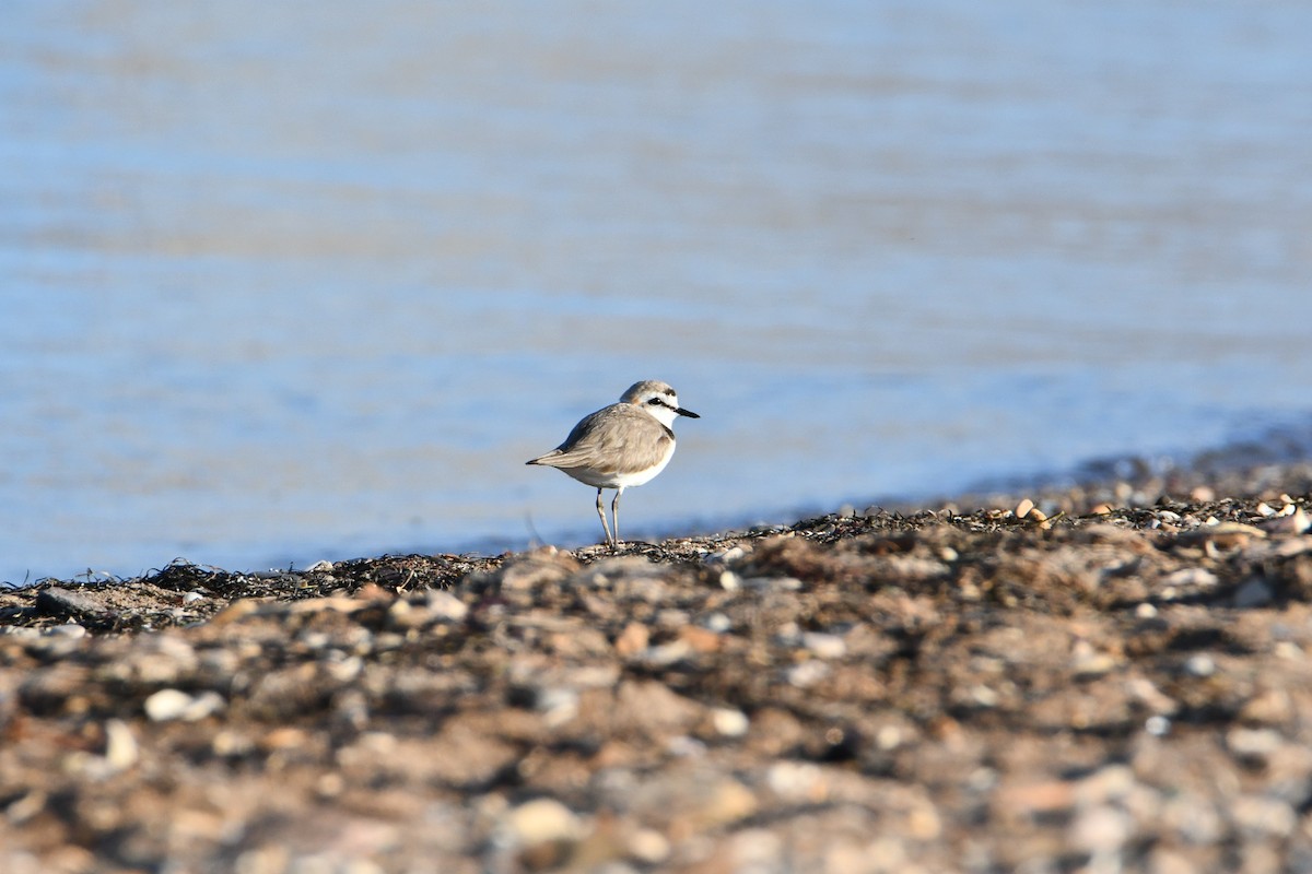 Kentish Plover - ML635416956