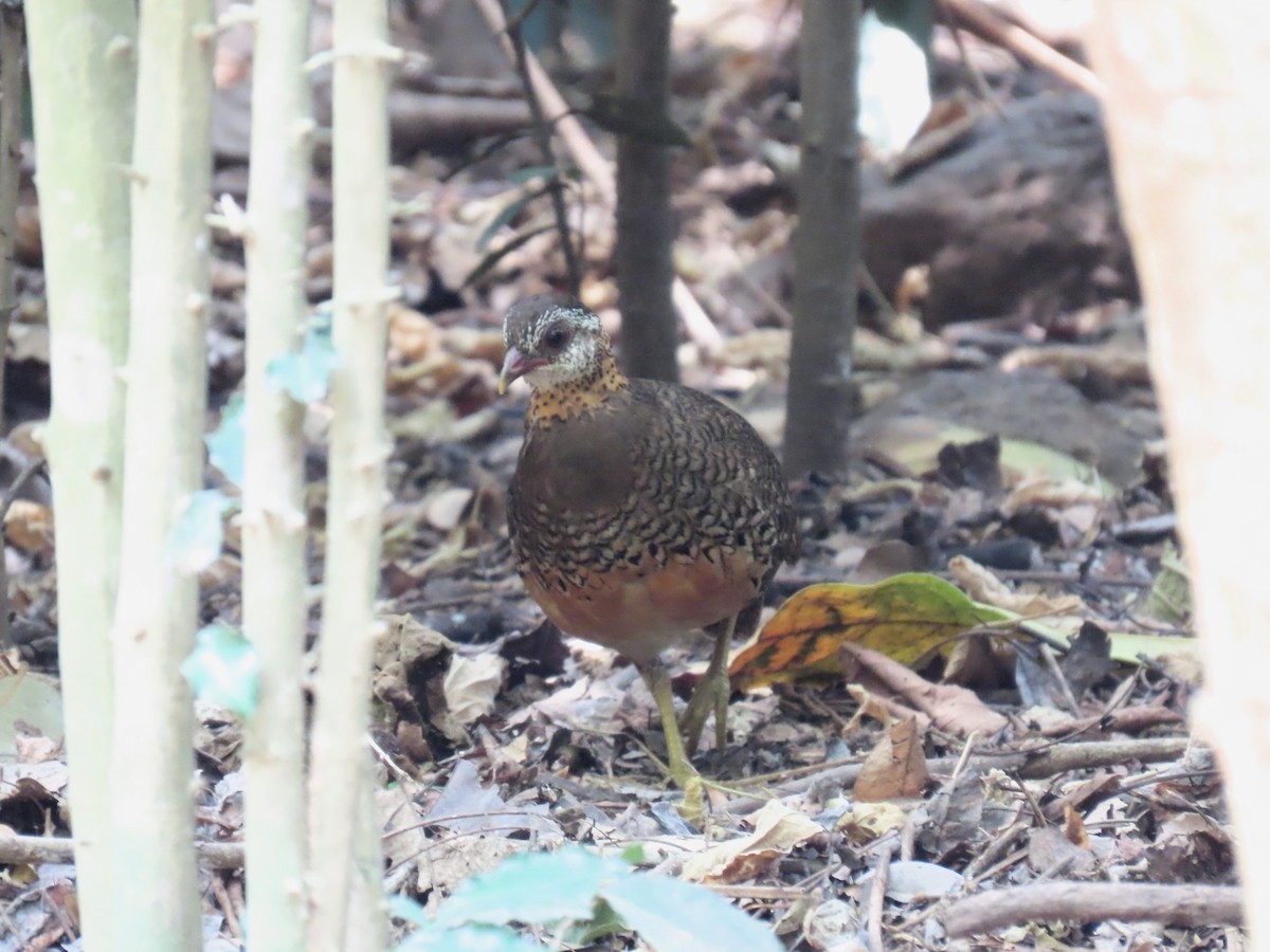 Scaly-breasted Partridge - ML635417128