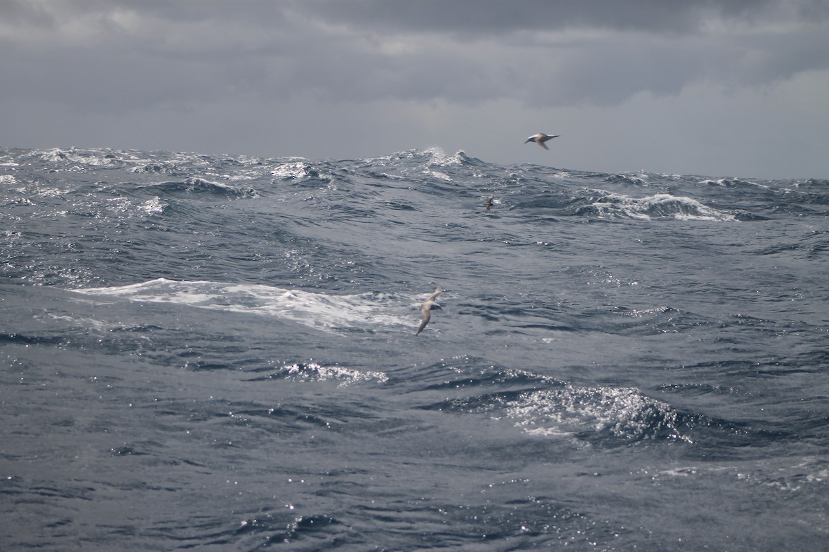 White-headed Petrel - ML635417266