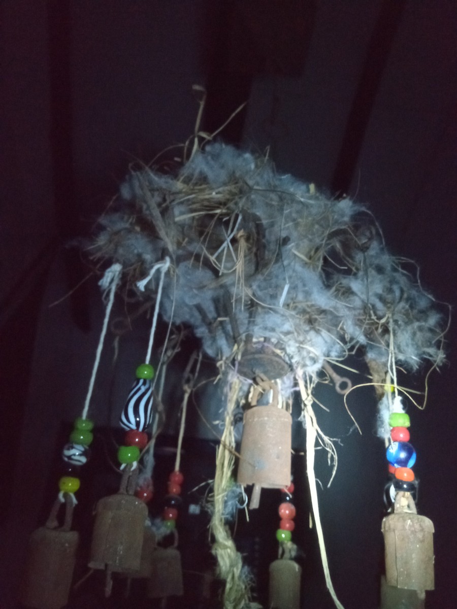 Bananaquit - ML635417408